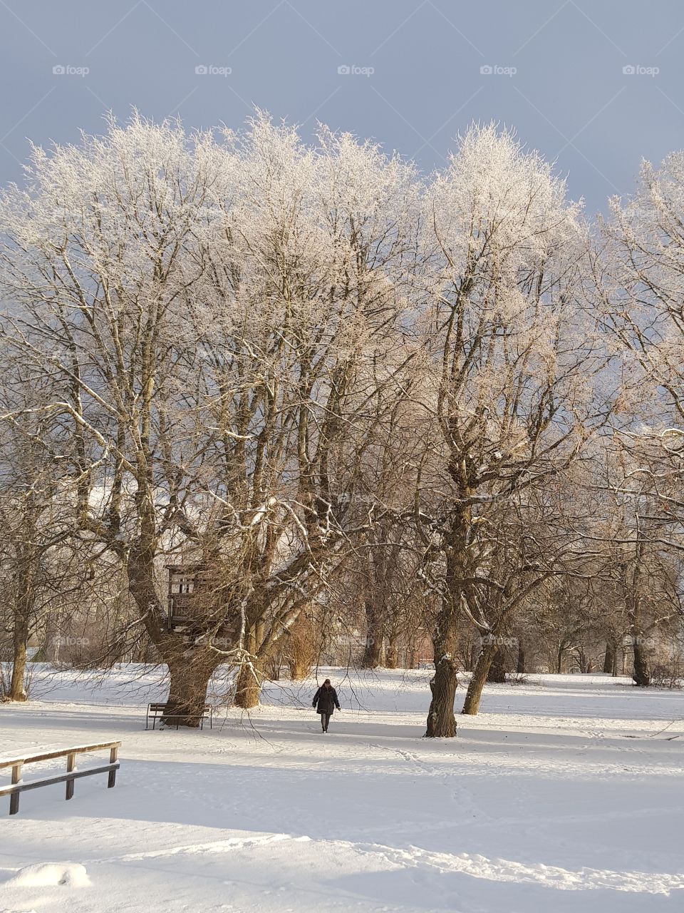 trees in winter