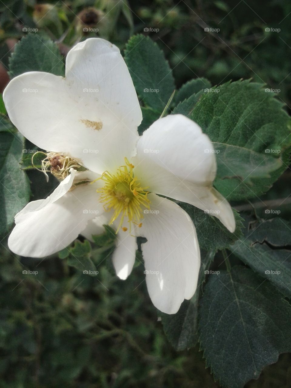 White flower on a background of green leaves.