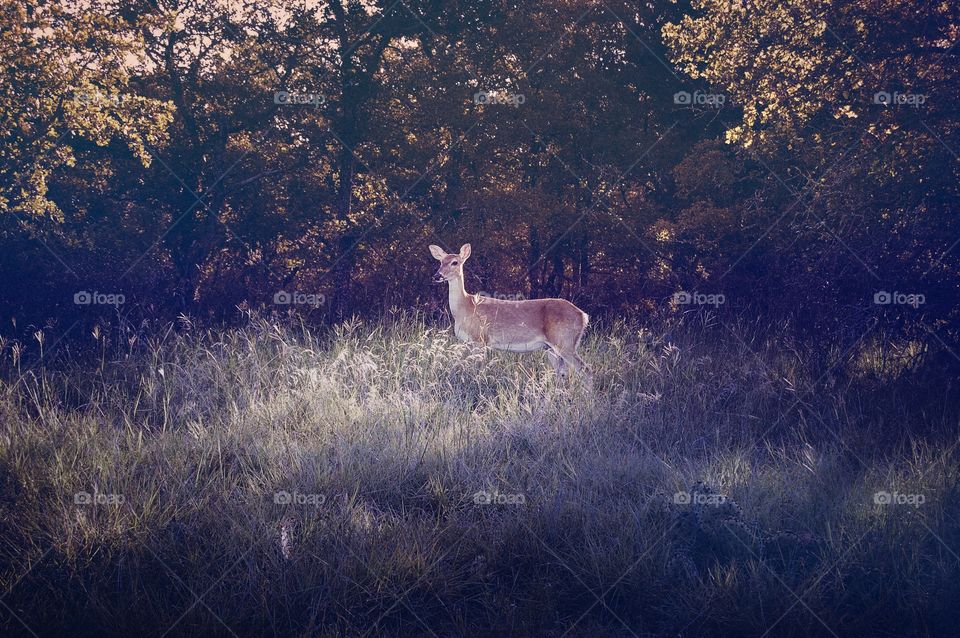 Fawn in the trees