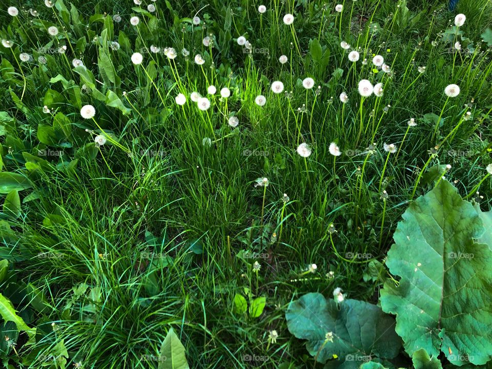 White dandelion and green grass 