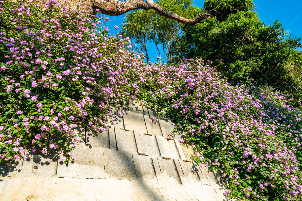 Lantana montevidensis is a small evergreen spreading ground cover it has masses of mauve flowers all year round