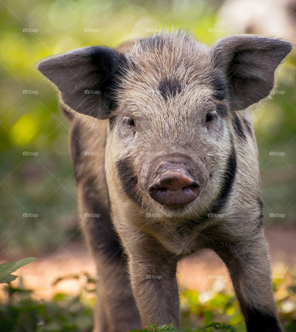 little pig