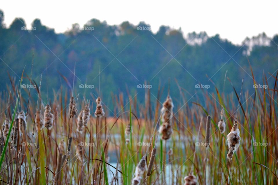 Grass, Field, Nature, Summer, Hayfield