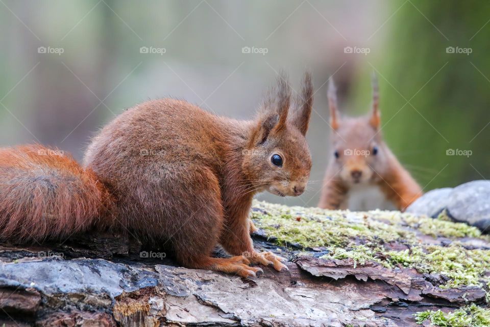 Red squirrels on wood in the forest