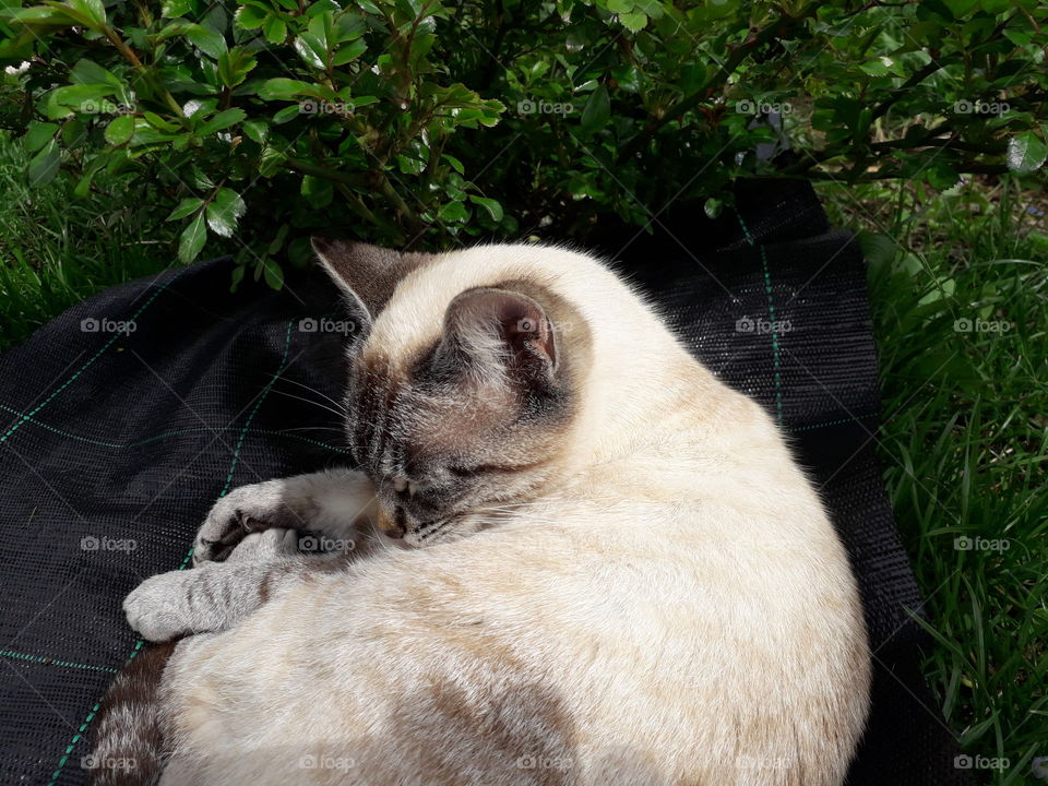 my cat in the garden