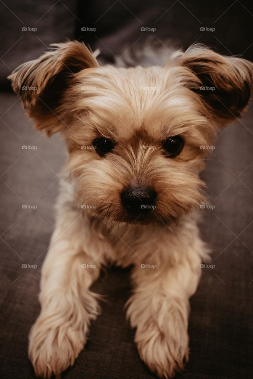 Yorkshire Terrier - Name: Sclipi - he likes photo shooting