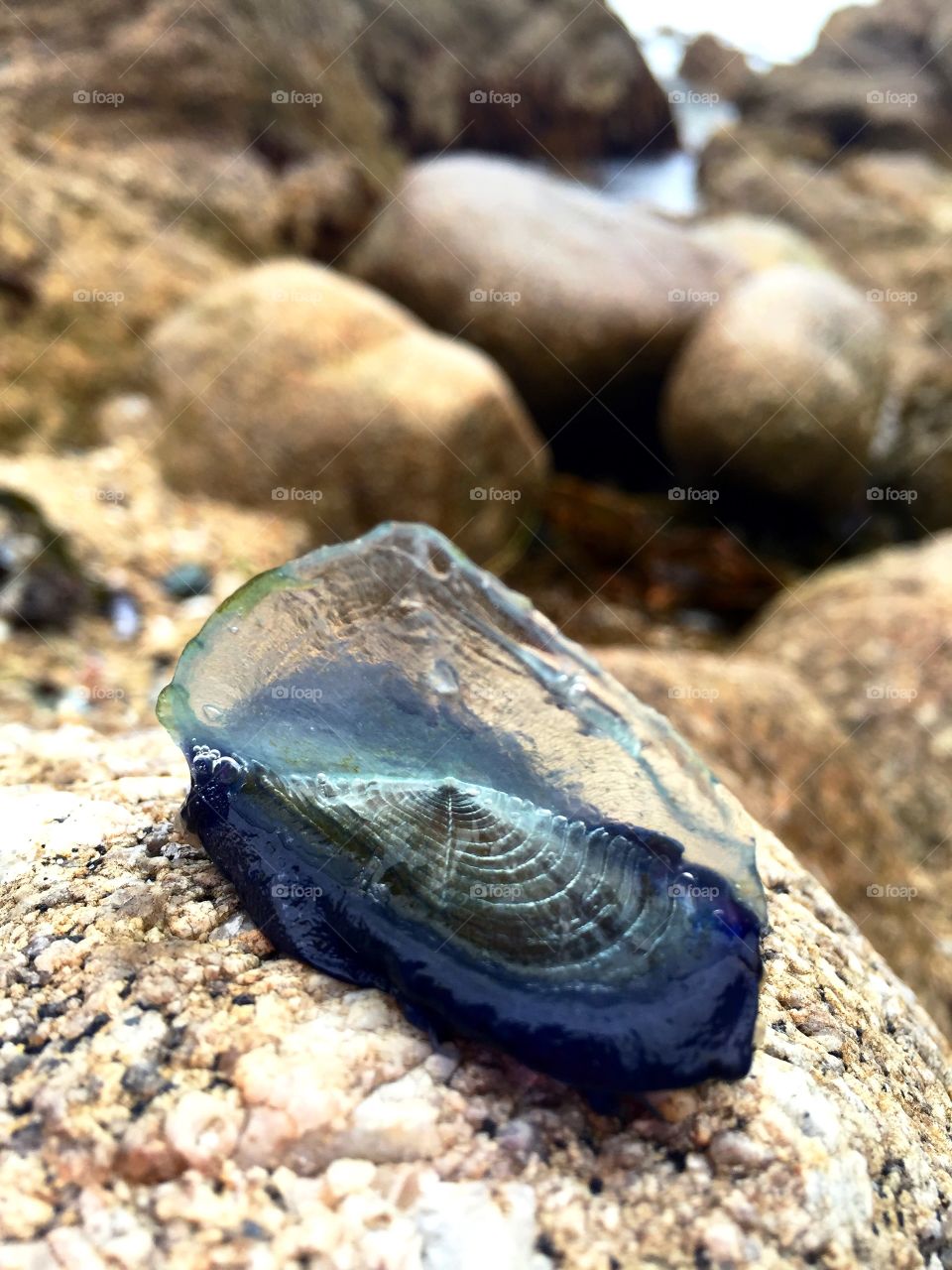 Sail Jellyfish. This jellyfish is actually called Velella Velella its a dark blue Hydrozoa with a sail fin found in Monterey California 