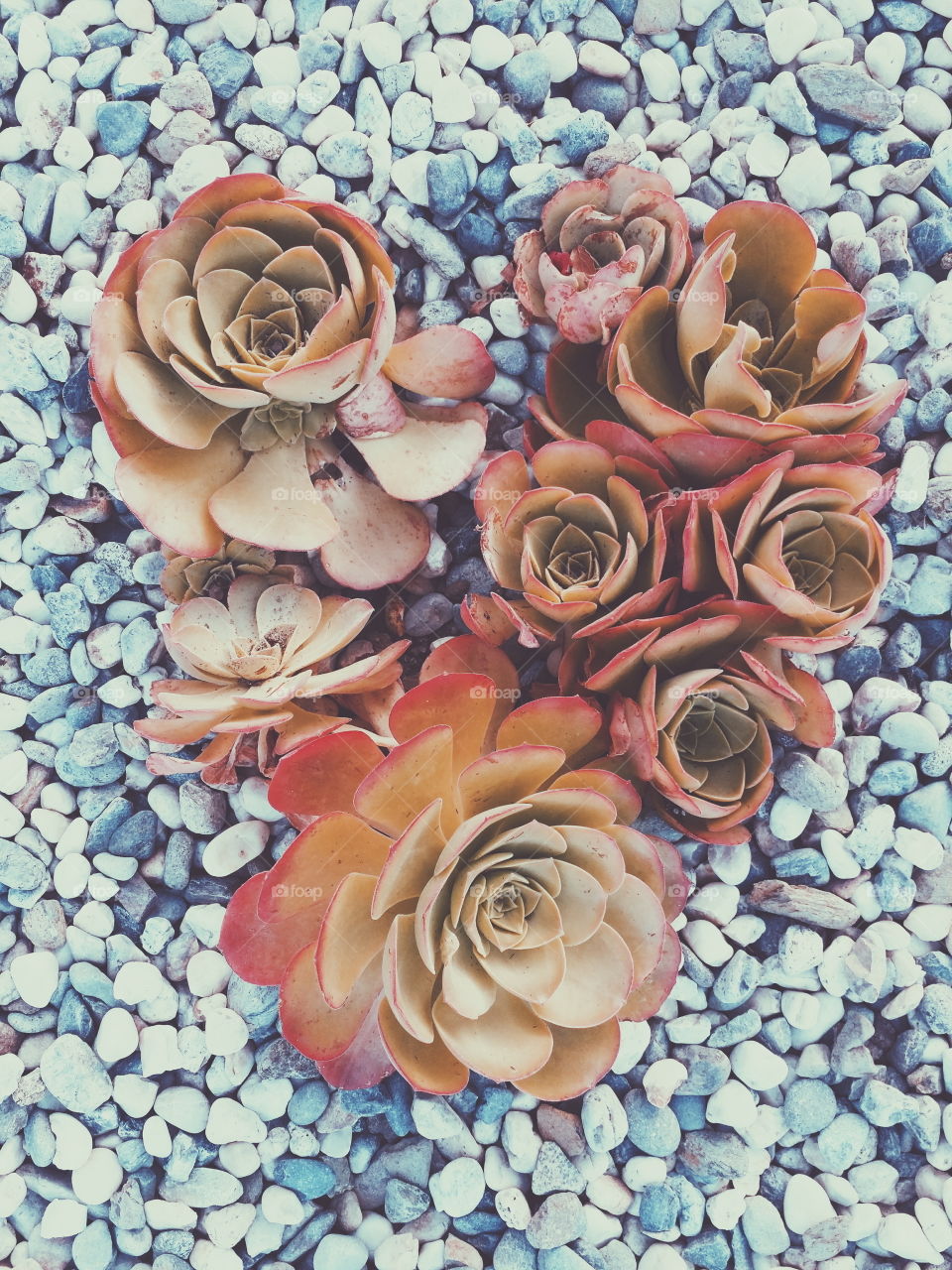 heart of succulents