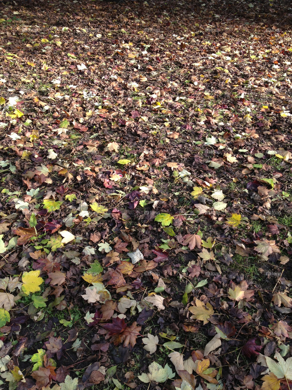 background leaf autumn by alexchappel