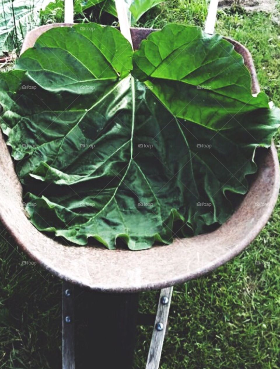 Giant rhubarb leaf