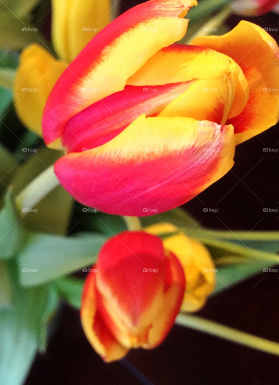 Tulips