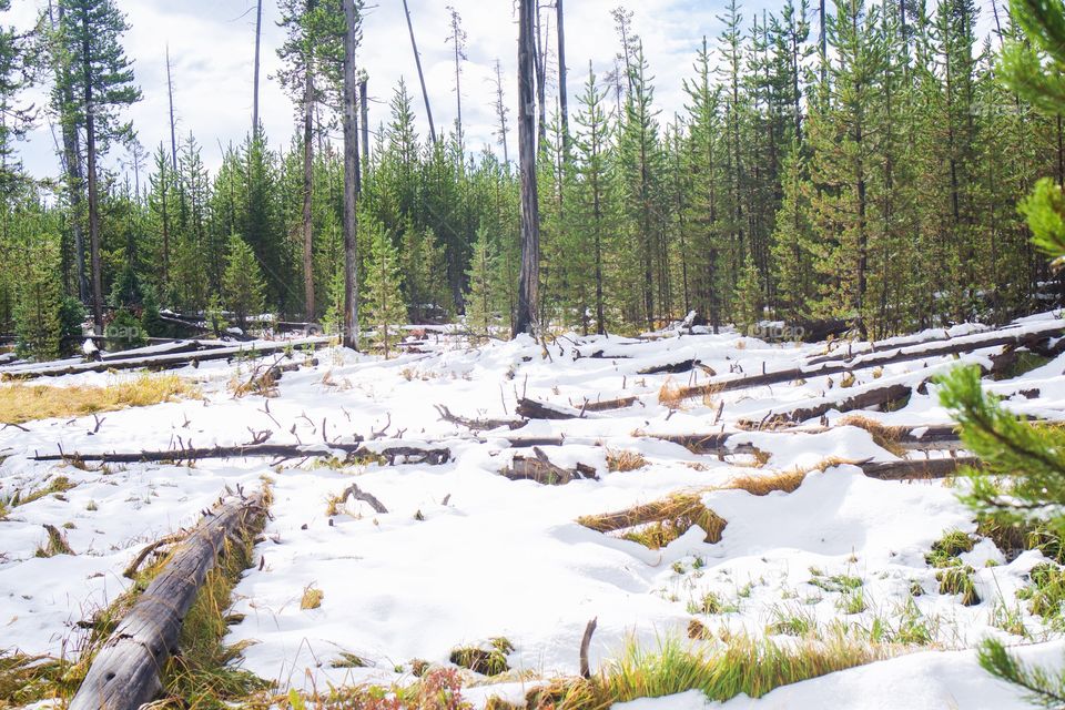 Winter Forest Landscape