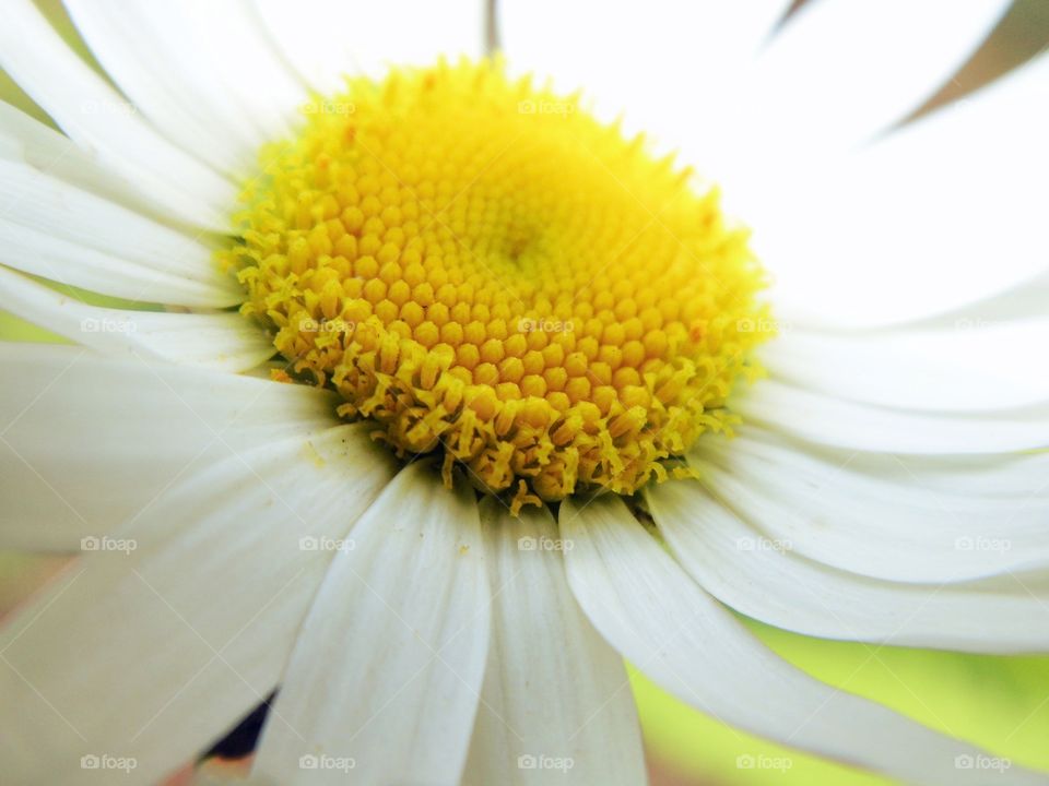 Extreme close-up of a white flower