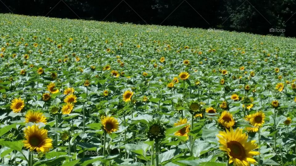 field of sunflowers