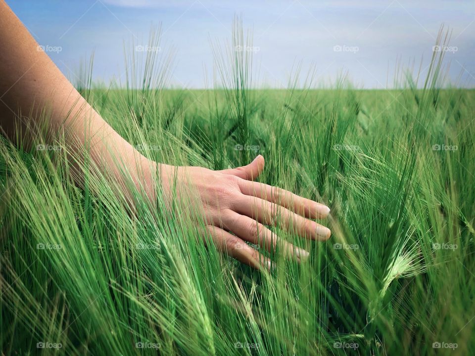 Hand in green wheat