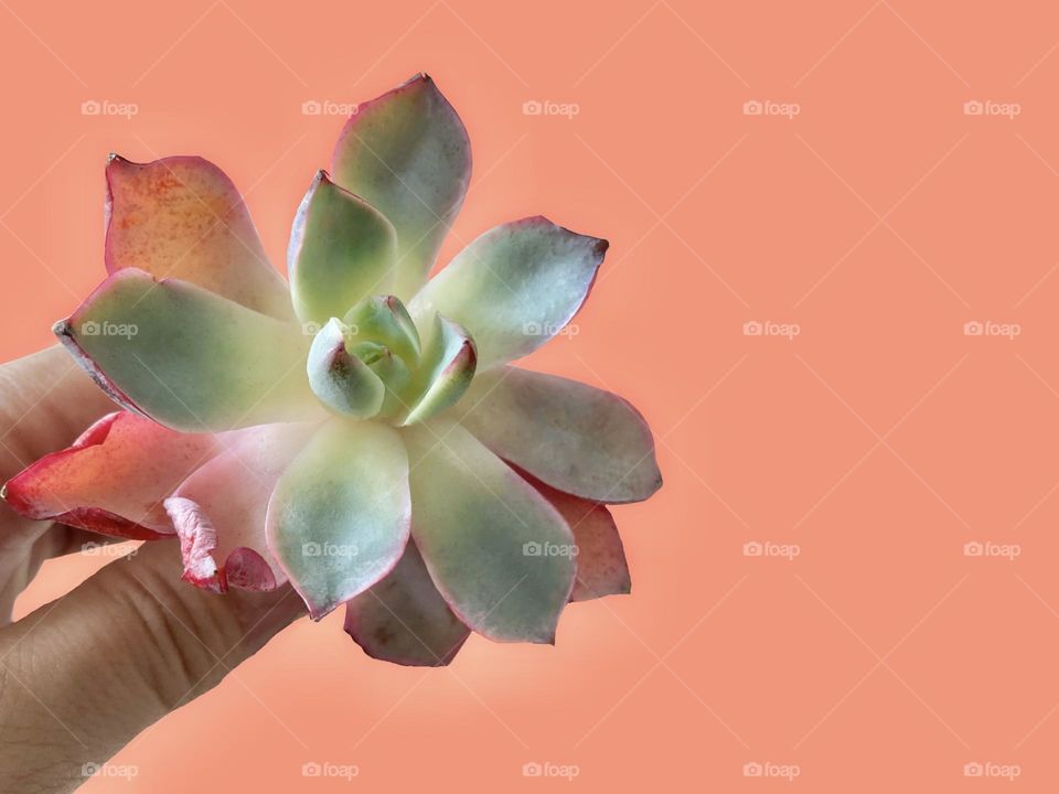 Backgrounds, copy space, beautiful succulent