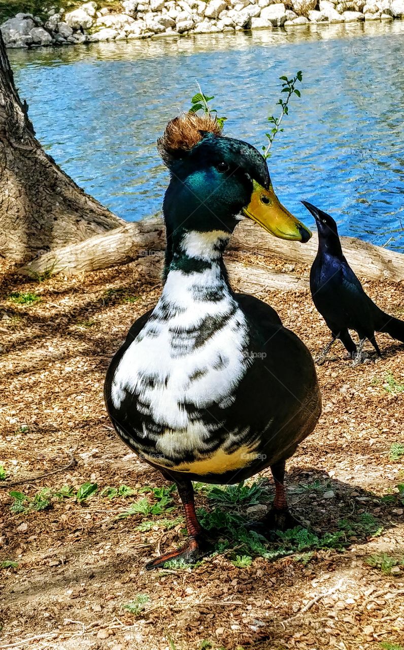 Beautiful San Angelo duck