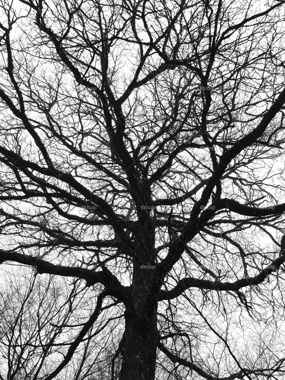 winter wood dark tree by elektroseb