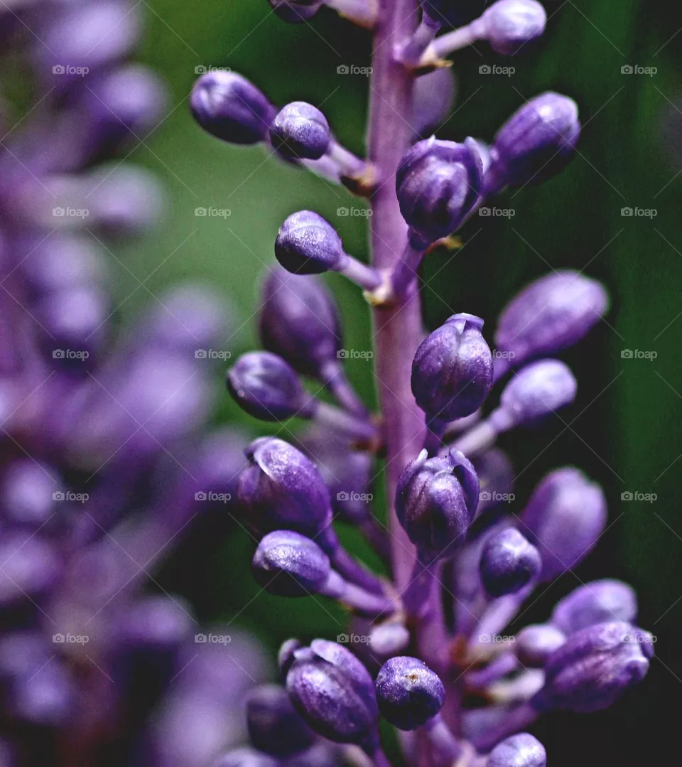 violette Blüte