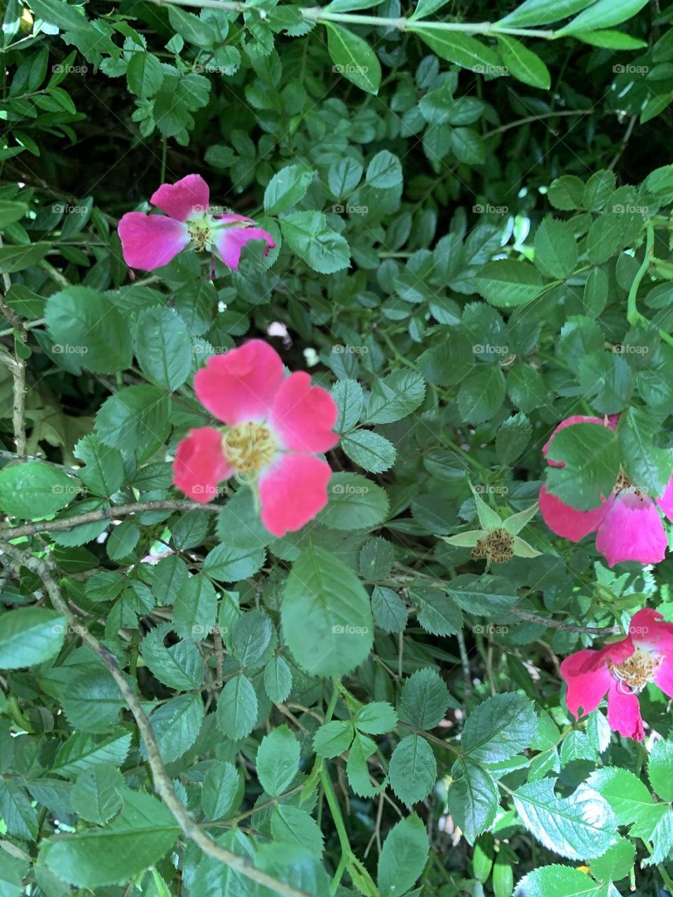 A Walk through Redburn Dene