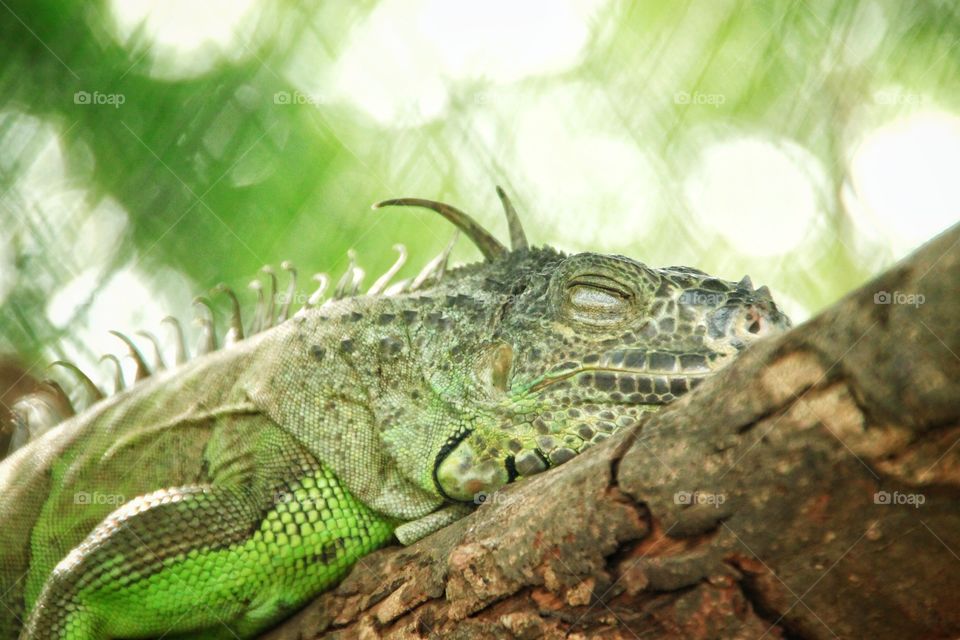 A chameleon was sleeping during the day time on a tree. Animal photography.