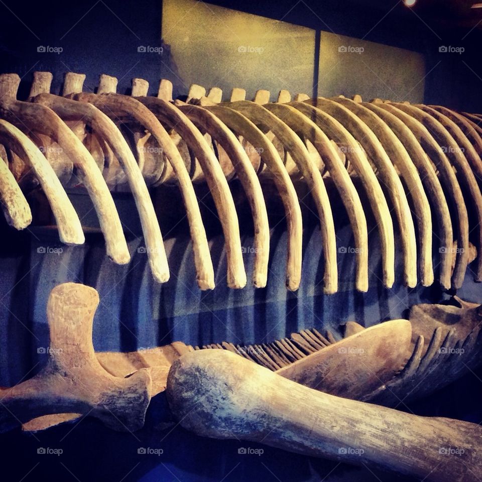 Whale bones 