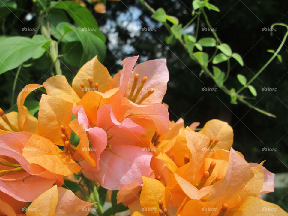 What to say?!??!??? Everything is infront of you!!!