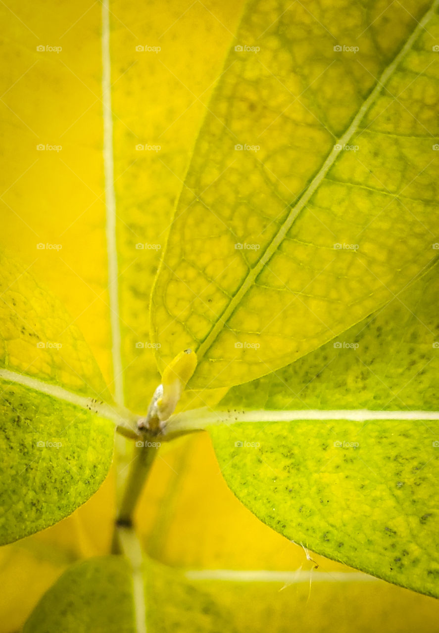 The colors of Autumn.  Bright yellow milkweed.
