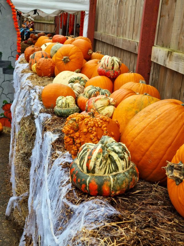 pumpkins are the law