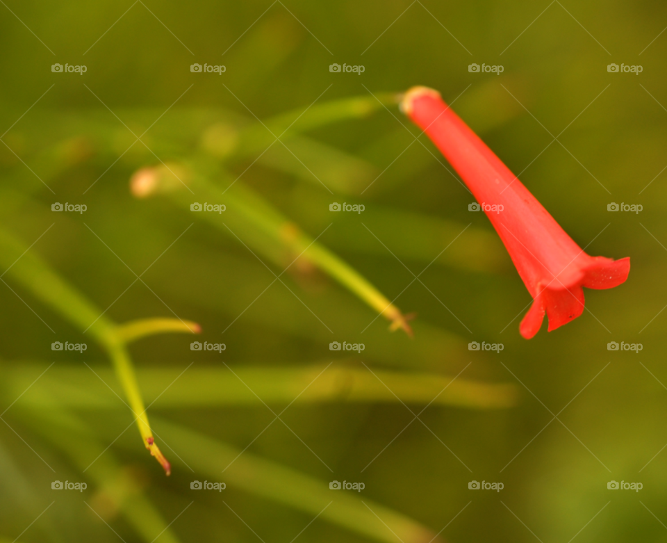 flower plant firecracker by lightanddrawing