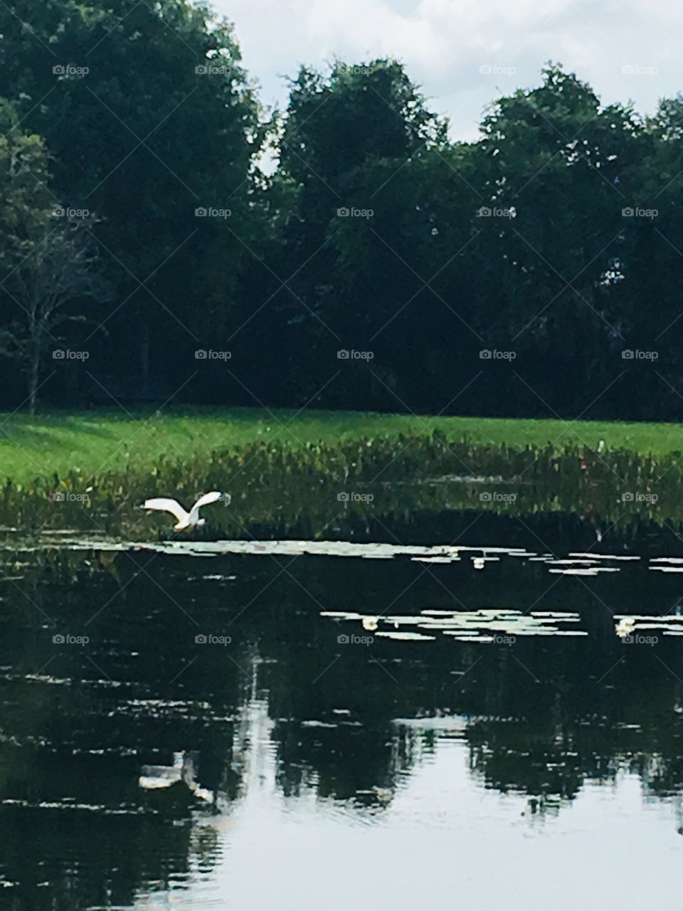 A bird and a pond