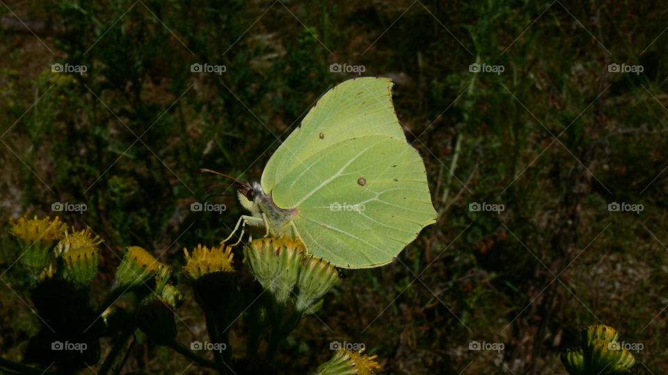 Schmetterling auf einer Blume