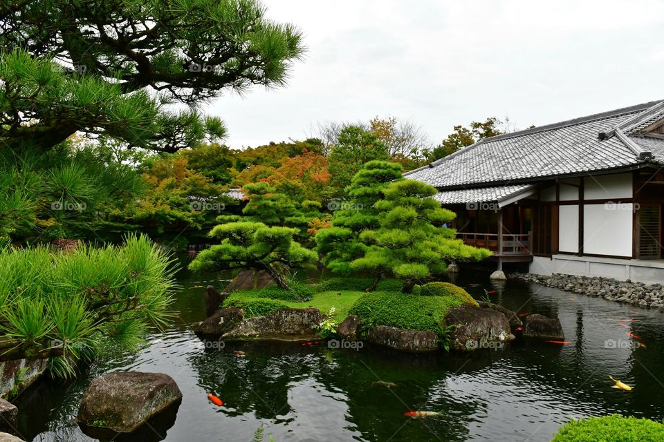 Koi fish pond and a temple