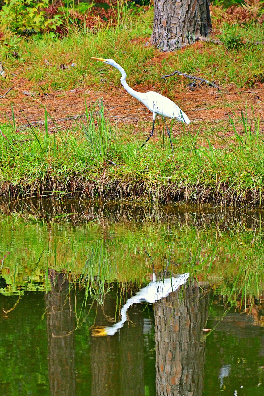 Egret reflection in water of marshy land