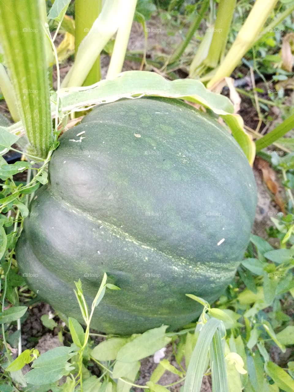 squash