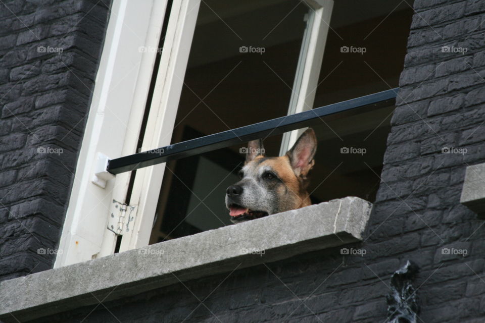 Window dog