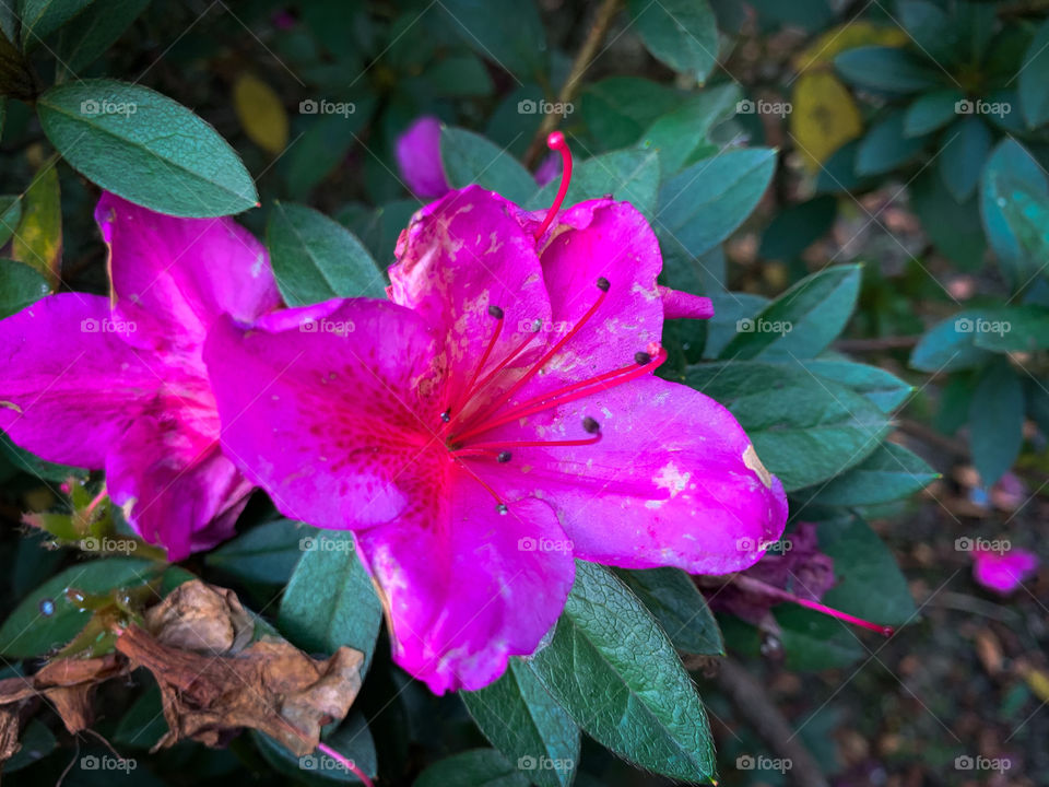 Flor rosada - Pink flower