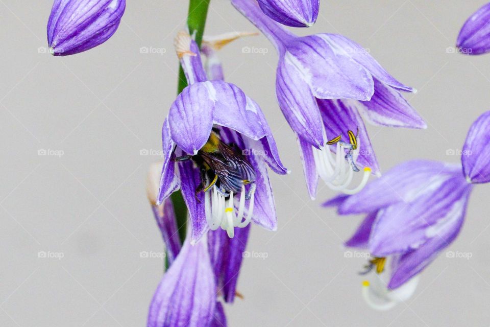 bee in a purple flower