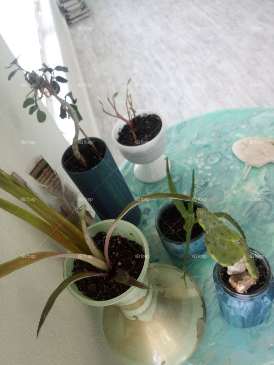 a collection of indoor plants