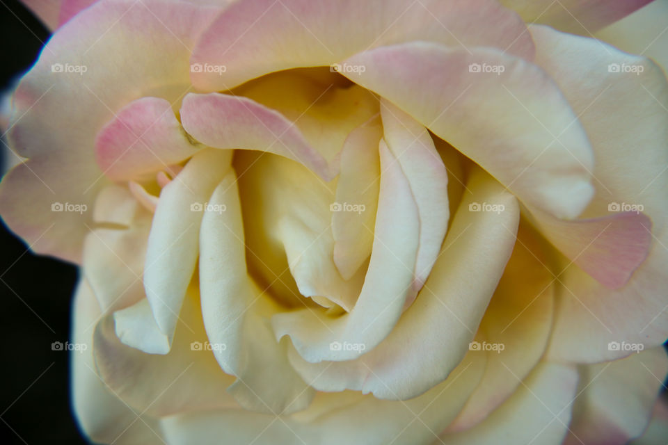 Multicolored rose closeup