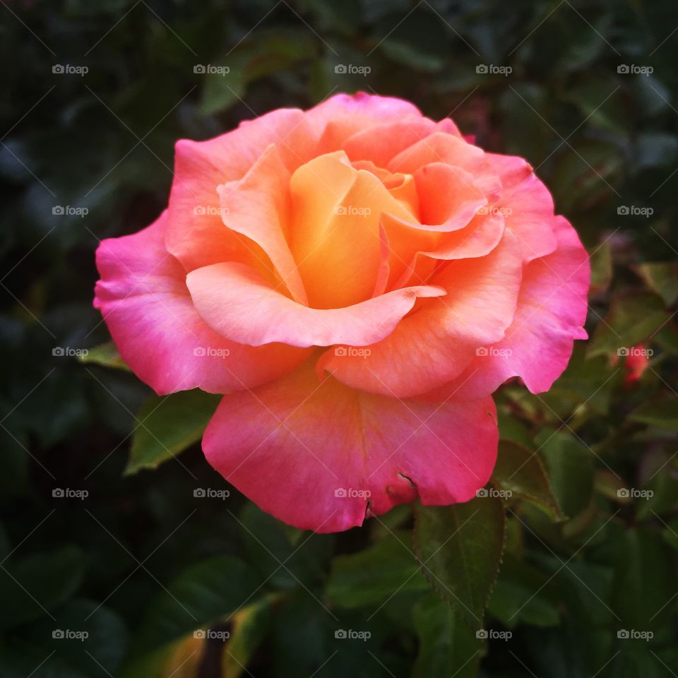 Special Rose