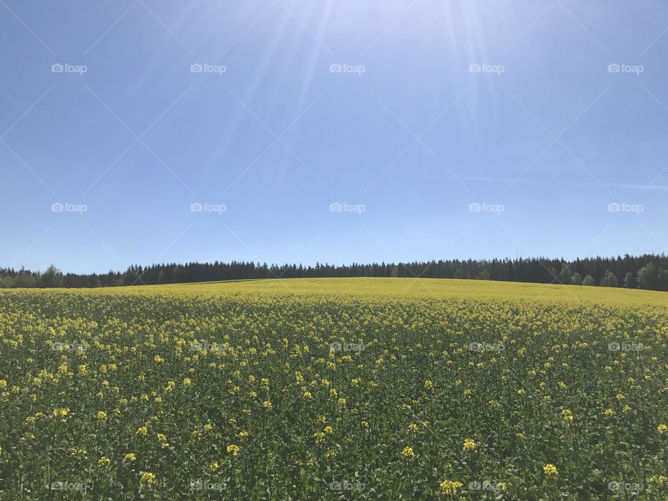 Yellow field