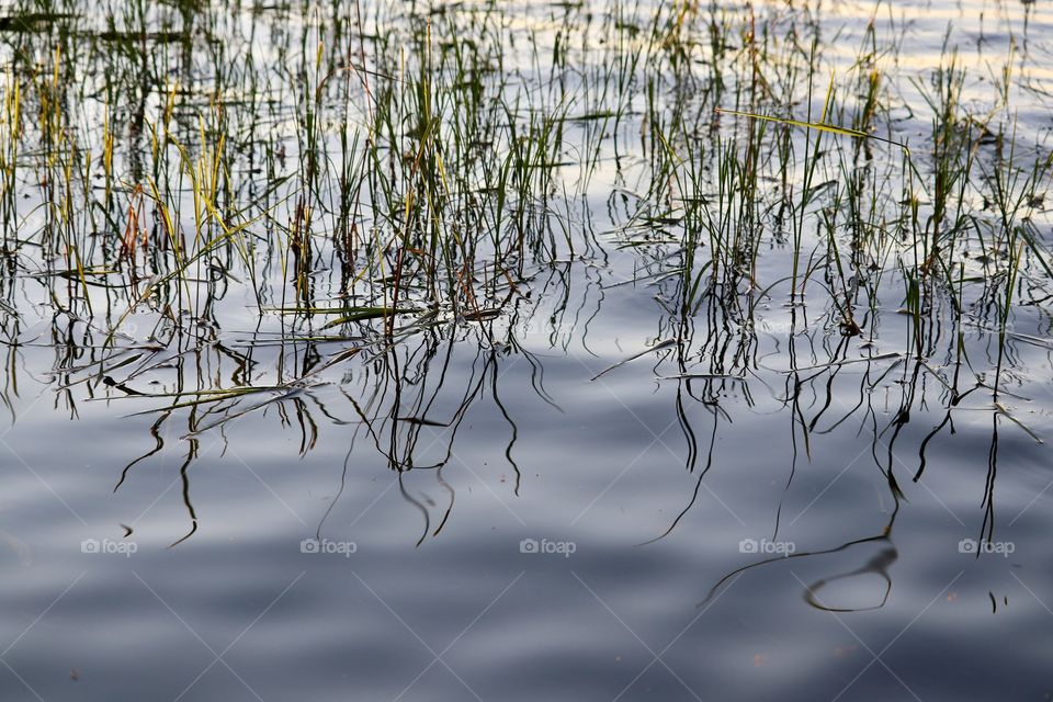 Rippling waters in a pond of lake grasses