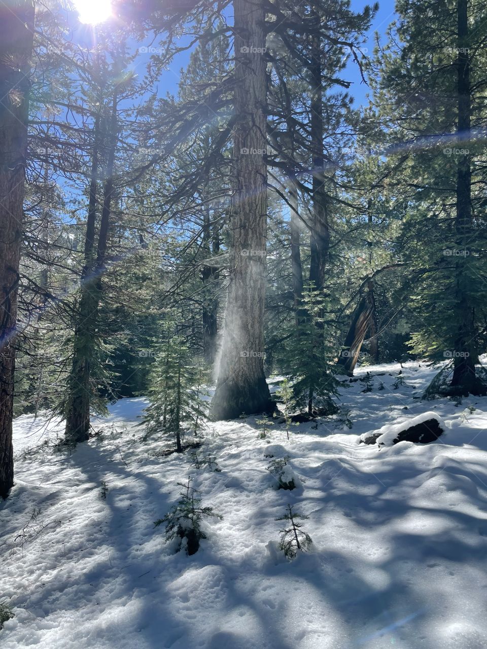Steaming tree in the mountains 