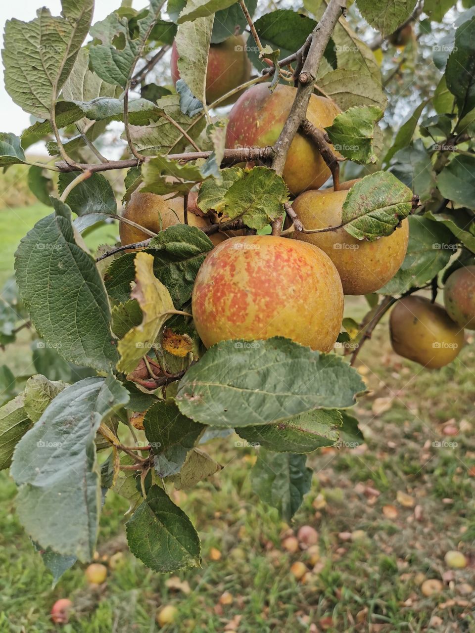 Äpfel am Baum auf der Streuobstwiese