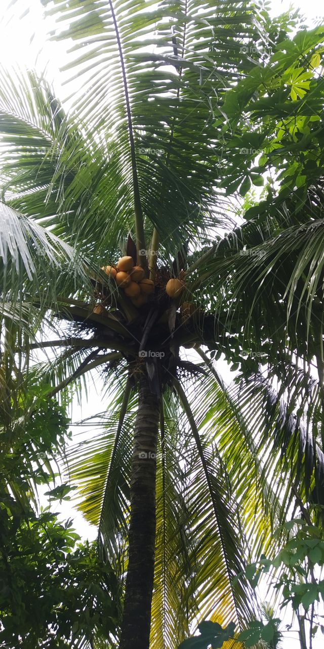 Shady coconut trees