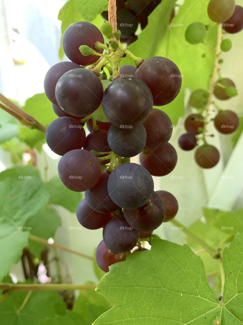Red grapes