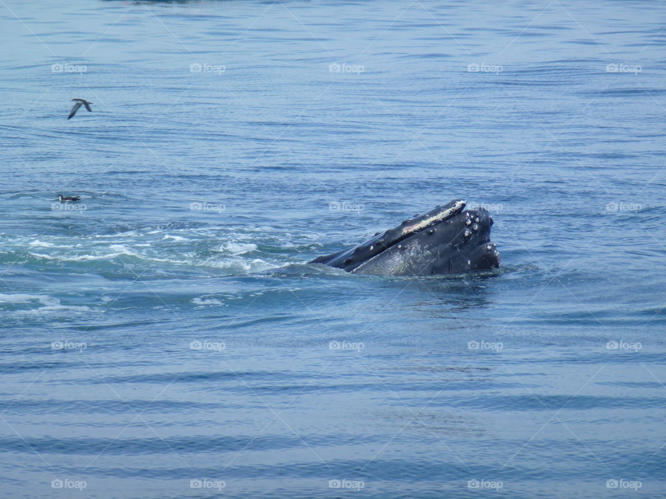 Water, No Person, Ocean, Sea, Whale