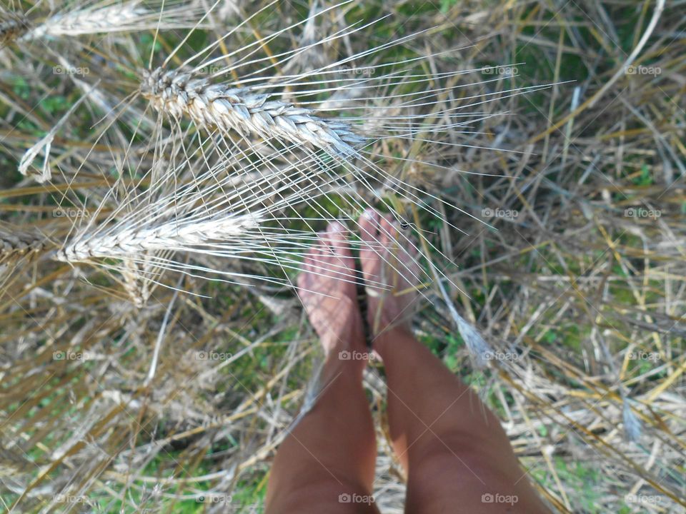 bare feet on the field spikelets