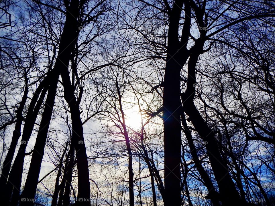 Beautiful sky behind the trees